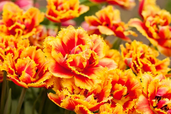Velké krásné tulipány — Stock fotografie