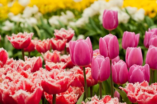 Tulpen flowerbed — Stockfoto