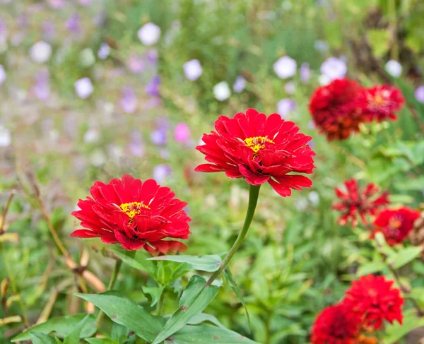 Bellissimi fiori in giardino — Foto Stock