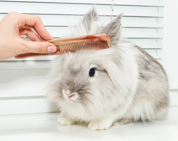 Hairstyle for rabbit — Stock Photo, Image