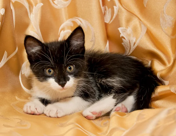 Kitten — Stock Photo, Image