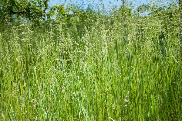 Gröna fjädrar gräs — Stockfoto