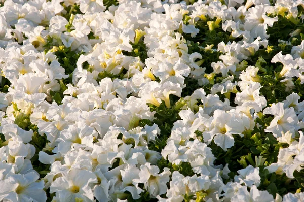 Petunia blommor bakgrund — Stockfoto