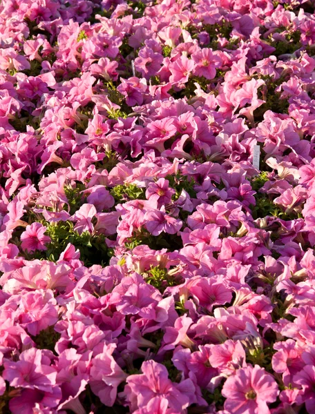 Petunia flores fondo —  Fotos de Stock