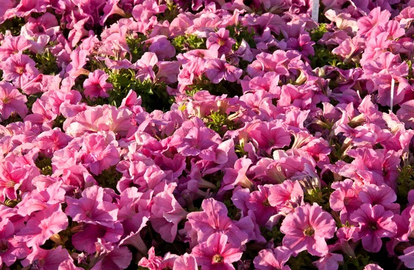 Petunia flowers background — Stock Photo, Image