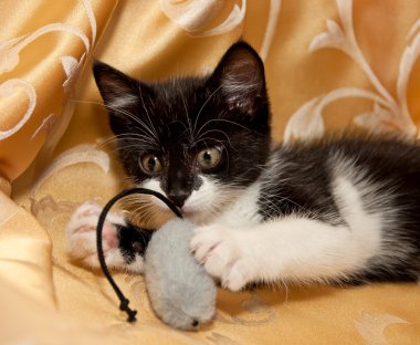 Yavru kedi