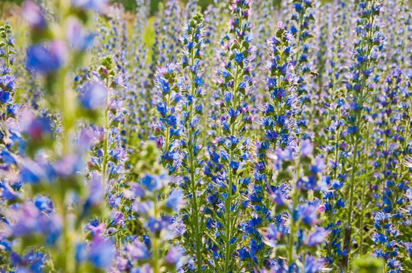 Echium in nature — Stock Photo, Image