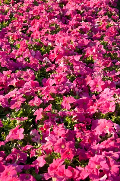 Petunia blommor bakgrund — Stockfoto