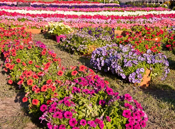 Fiori di petunia — Foto Stock