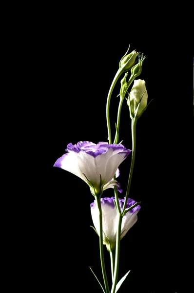 Eustoma — Foto Stock