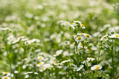 Küçük papatyalar arka plan