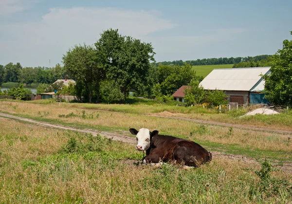 Корова на траве — стоковое фото