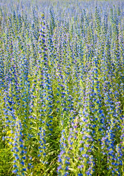 Echium in nature — Stock Photo, Image