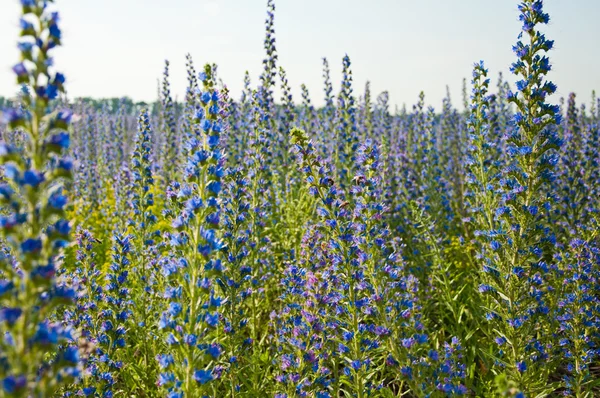 Echium in nature — Stock Photo, Image