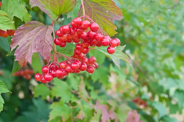 Viburnum berries — Stock Photo, Image