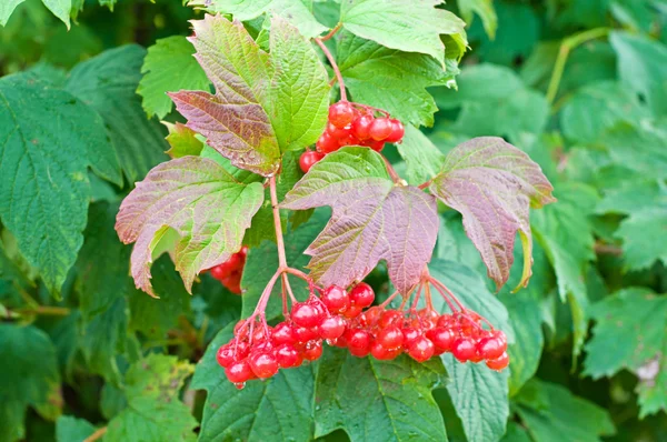 Viburnum berries — Stock Photo, Image