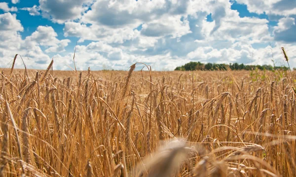 Ripe wheat — Stock Photo, Image