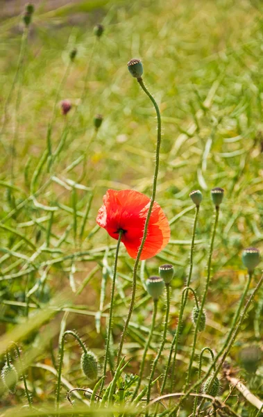 Red poppy — Stock Photo, Image