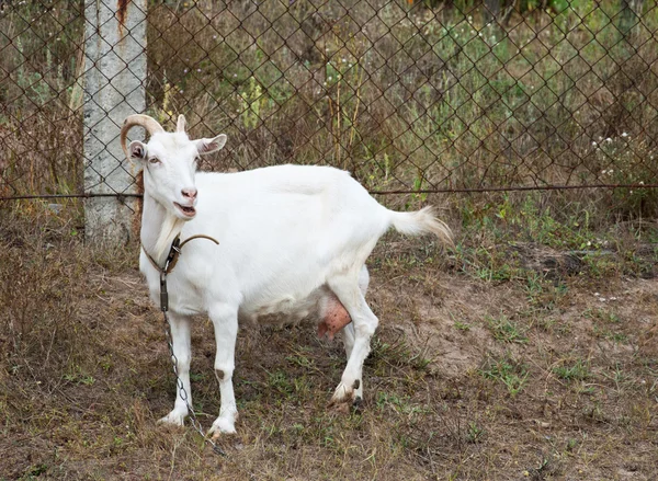 Chèvre blanche — Photo