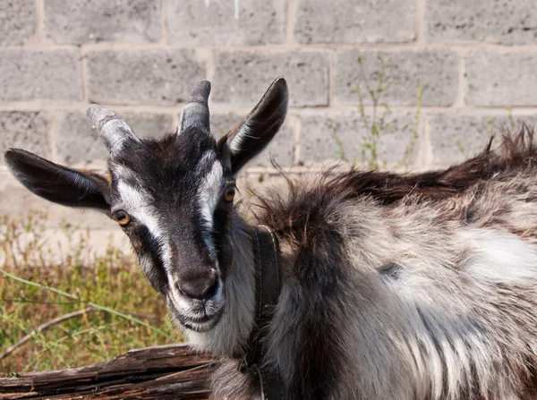 Le portrait de la chèvre — Photo