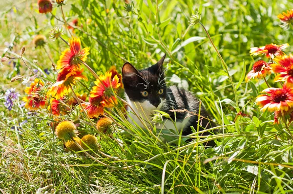 Kitten — Stock Photo, Image