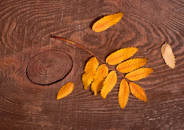 Jeřabinovo listí — Stock fotografie