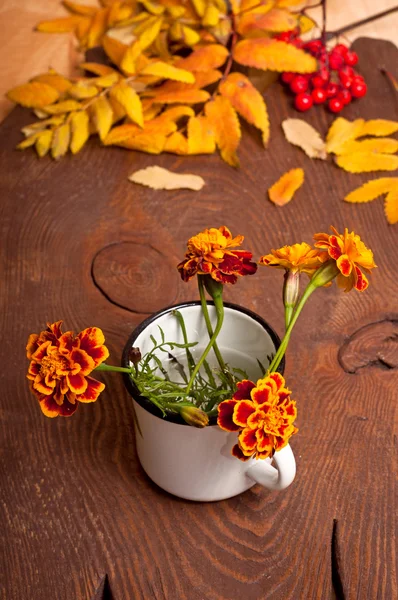 Tagetes λουλούδια φθινοπώρου — Φωτογραφία Αρχείου