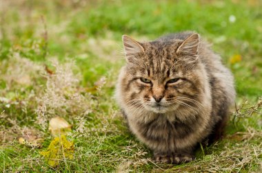 büyük bir tekir kedi
