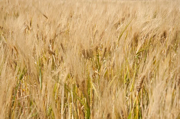 Ripe wheat — Stock Photo, Image