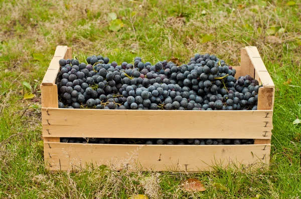 Uvas de vino en caja — Foto de Stock