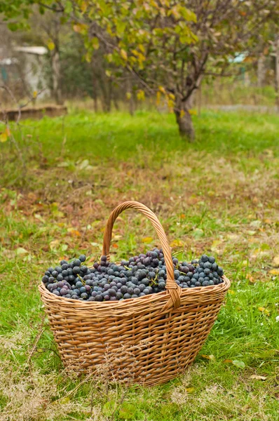 Wino z winogron w koszyku — Zdjęcie stockowe