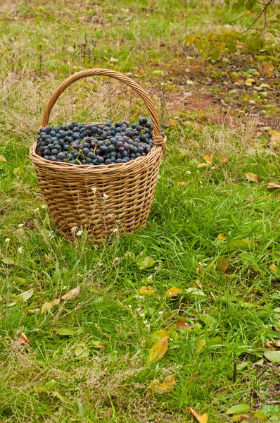 Wino z winogron w koszyku — Zdjęcie stockowe