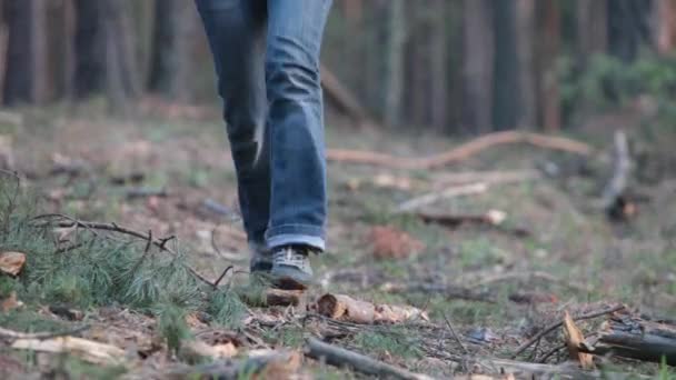 Namoro na floresta de pinheiros de verão — Vídeo de Stock