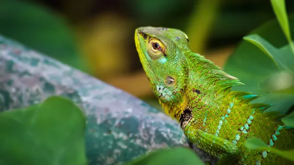 Green chameleon — Stock Photo, Image