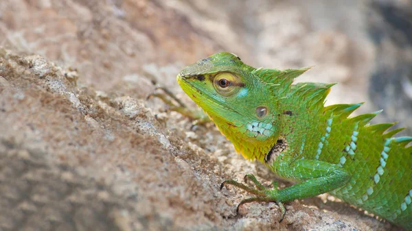 Green chameleon on the sand — Stock Photo, Image