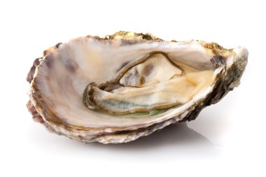 Oyster clipart