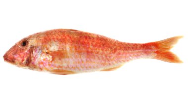 Snapper kırmızı balık