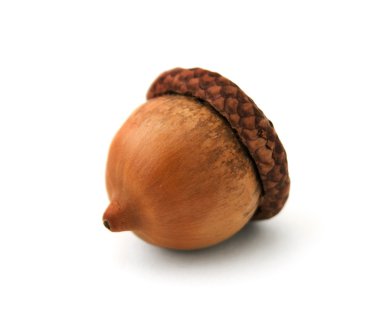 palamut