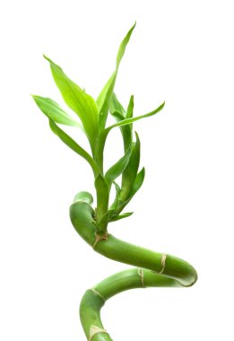 Bambu Yaprakları