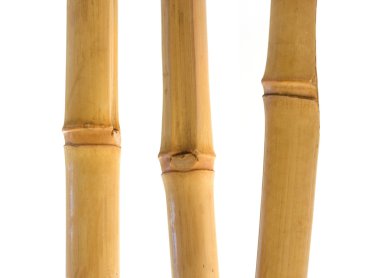 Bambu.