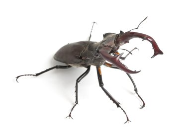Stag beetle