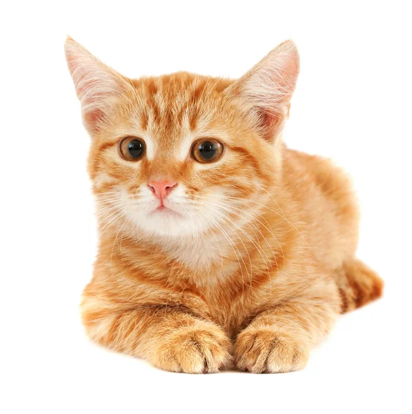 Red cat on a white background — Stock Photo, Image