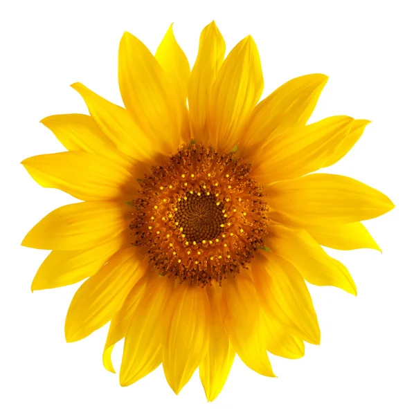 Bellissimo girasole giallo — Foto Stock