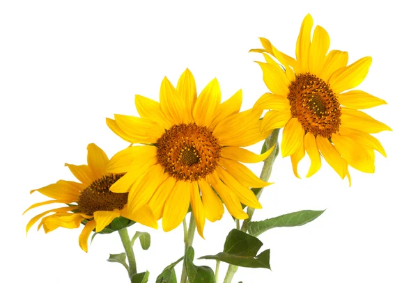 Drie zonnebloemen op witte achtergrond — Stockfoto