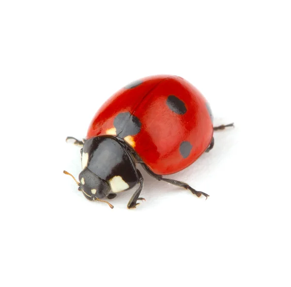 Ladybug on white — Stock Photo, Image