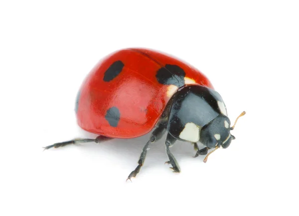 Ladybug on white — Stock Photo, Image