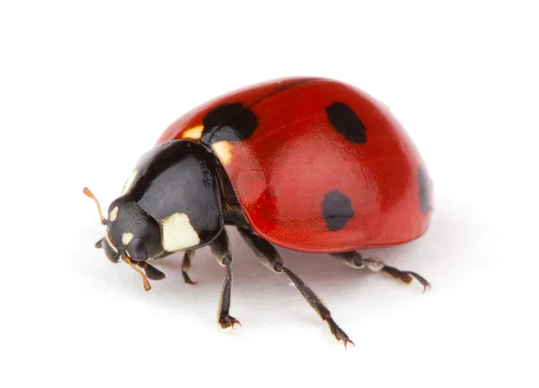 Ladybug on white — Stock Photo, Image