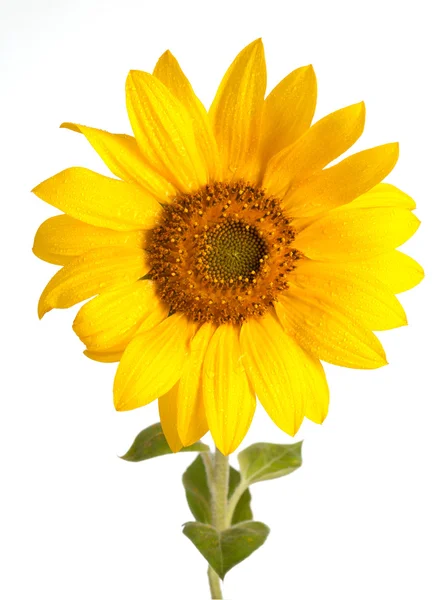 美丽的黄色向日葵 — 图库照片