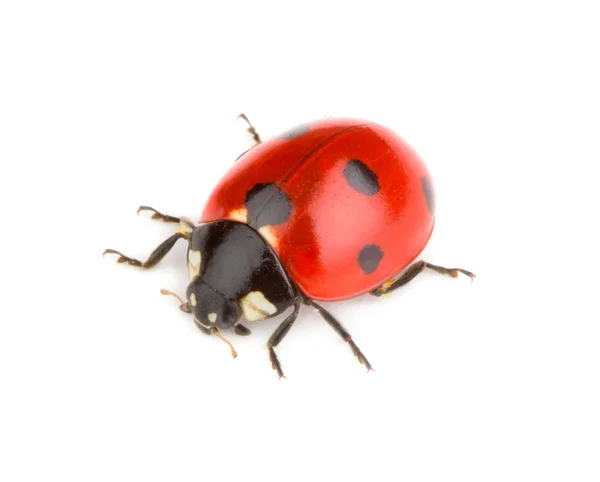 Ladybug on white — Stock Photo, Image