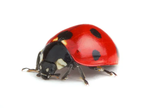 Ladybug on white — Stock Photo, Image